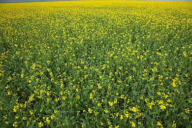 介绍《幸福枪弹辩驳S》的序章故事与收集要素！