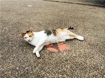 《卧龙：苍天陨落》新视频 官方解释命名背后的含义